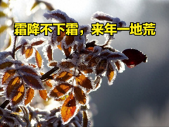 “霜降不下霜 来年一地荒”啥意义？霜降