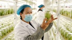 张北：马铃薯财产成长“薯”光无限