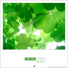 吃瓜四叶草娱乐,揭秘娱乐圈幕后故事